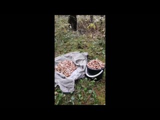 video by overheard belozersk