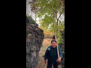 in china they even eat pigeons